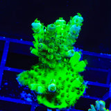 TSA Grinch Sarmentosa Acropora Coral