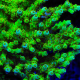 TSA Grinch Sarmentosa Acropora Coral