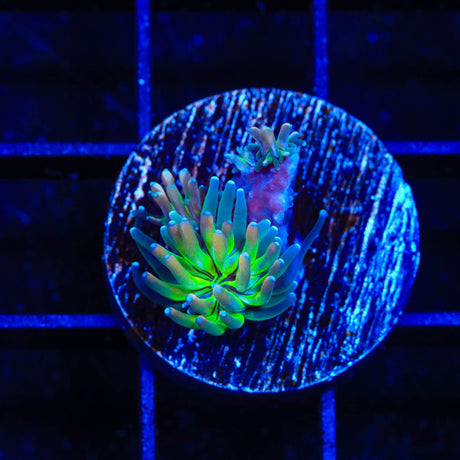 TSA Grizzly Galaxea Coral