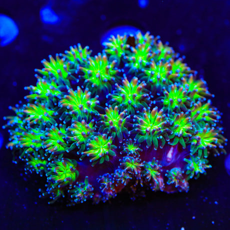 TSA Grizzly Galaxea XL Frag Coral