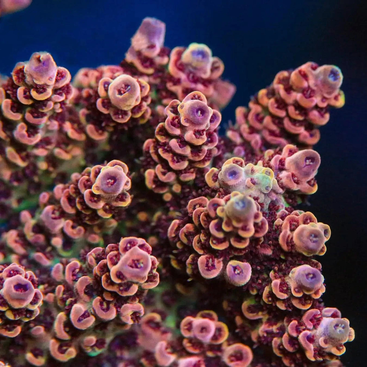 TSA Habanero Acropora Coral