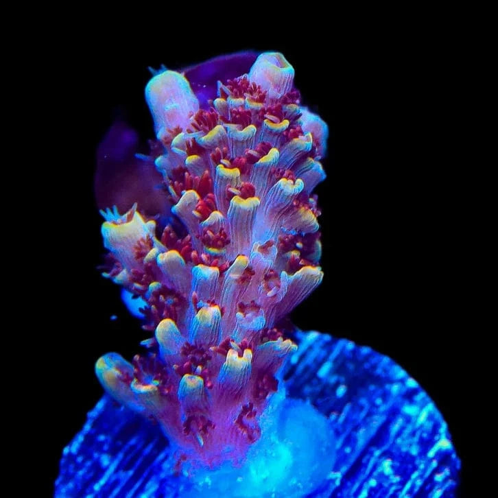 TSA Habanero Acropora Coral