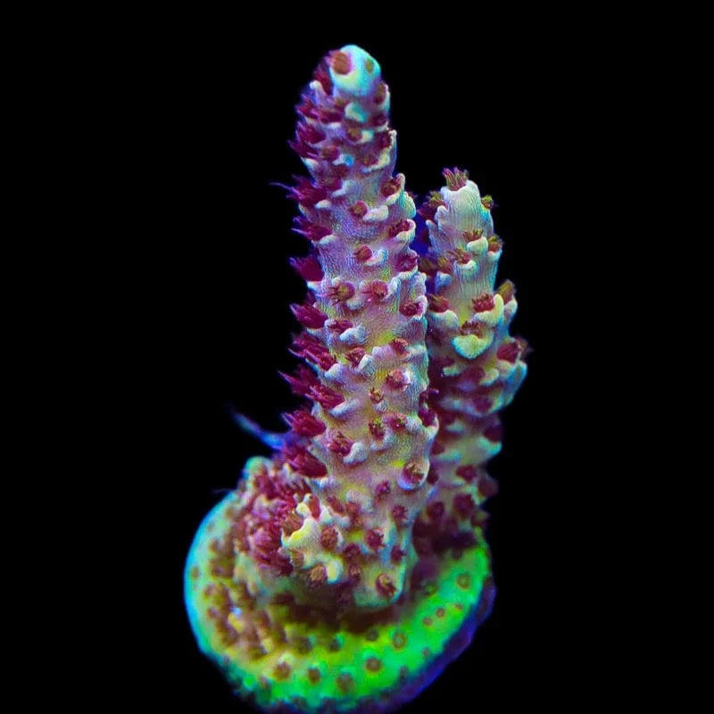 TSA Habanero Acropora Coral