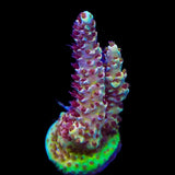 TSA Habanero Acropora Coral