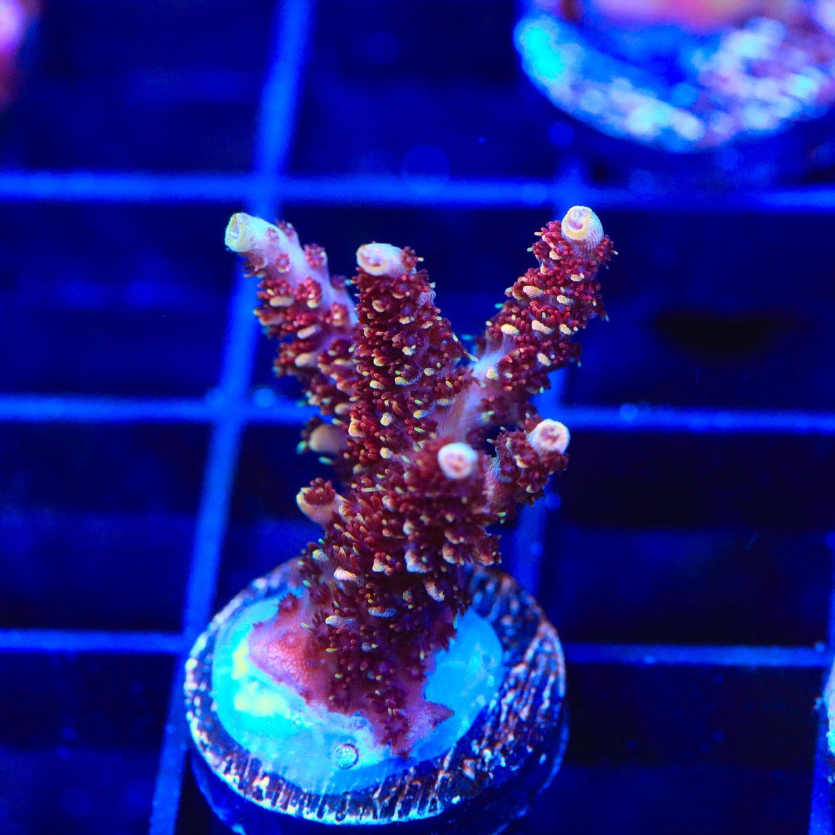 TSA Habanero Acropora Coral