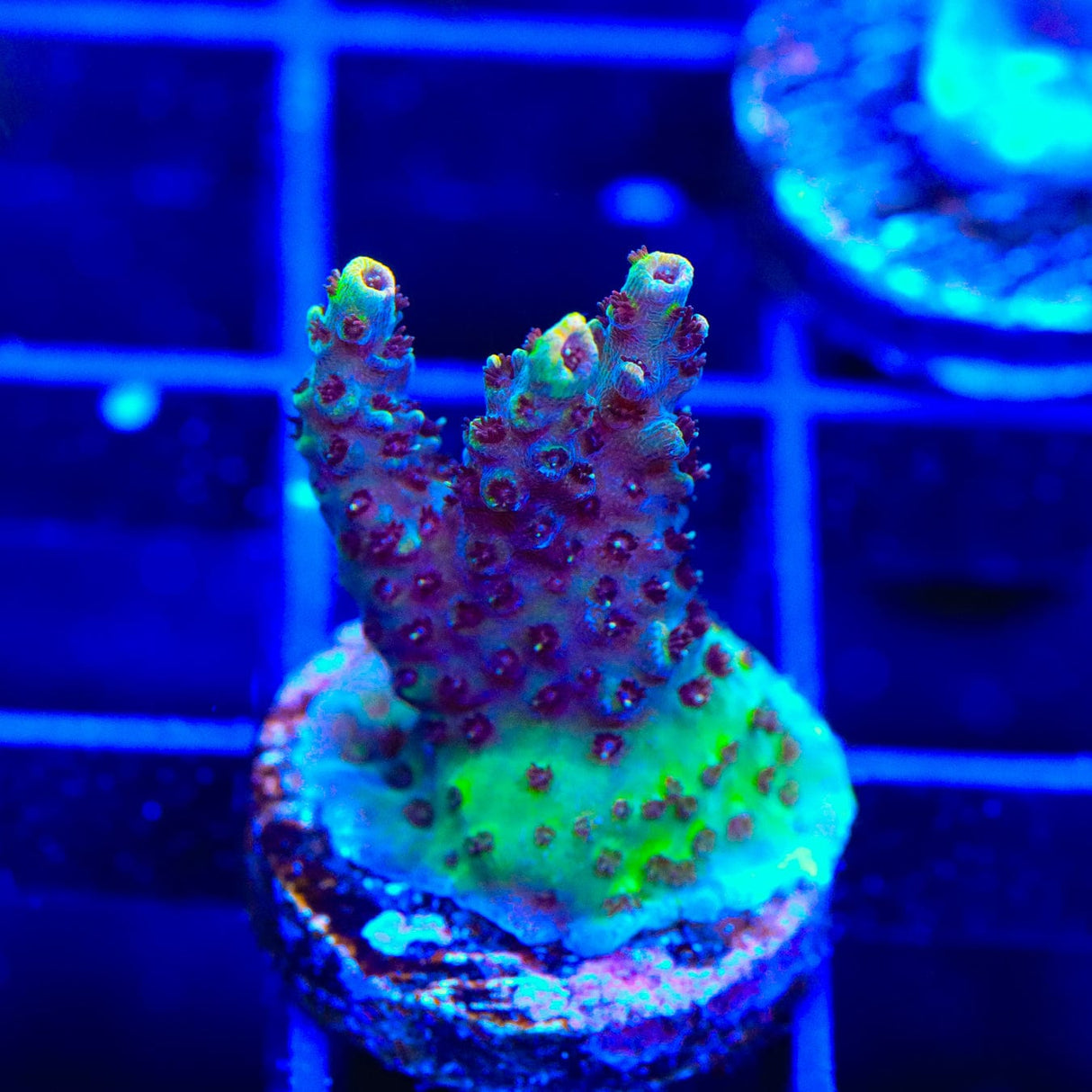 TSA Habanero Acropora Coral