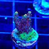 TSA Habanero Acropora Coral