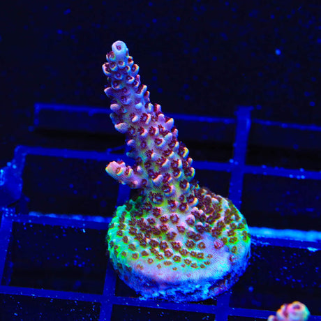 TSA Habanero Acropora Coral
