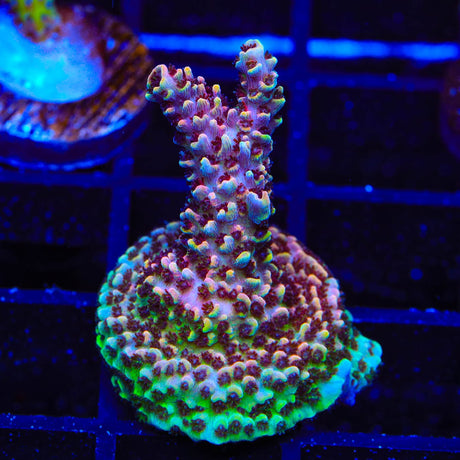 TSA Habanero Acropora Coral