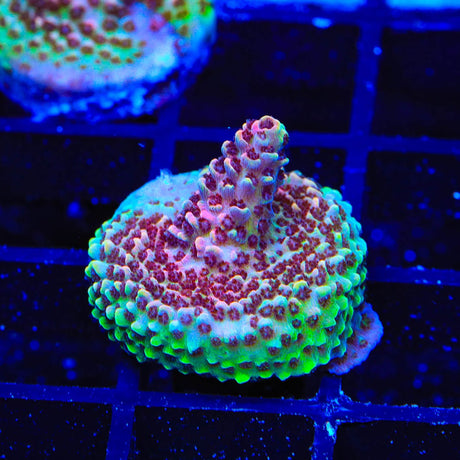 TSA Habanero Acropora Coral