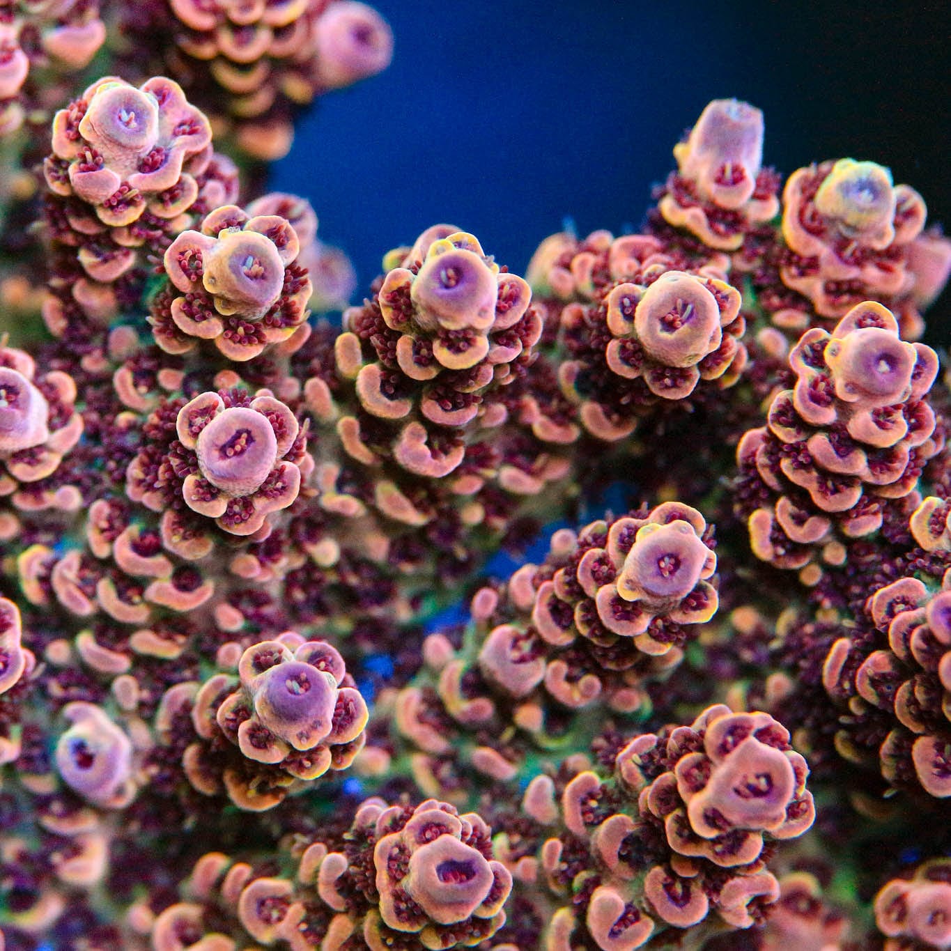 TSA Habanero Acropora Coral – Top Shelf Aquatics