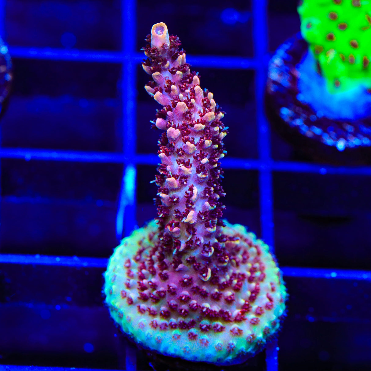 TSA Habanero Acropora XL Frag Coral