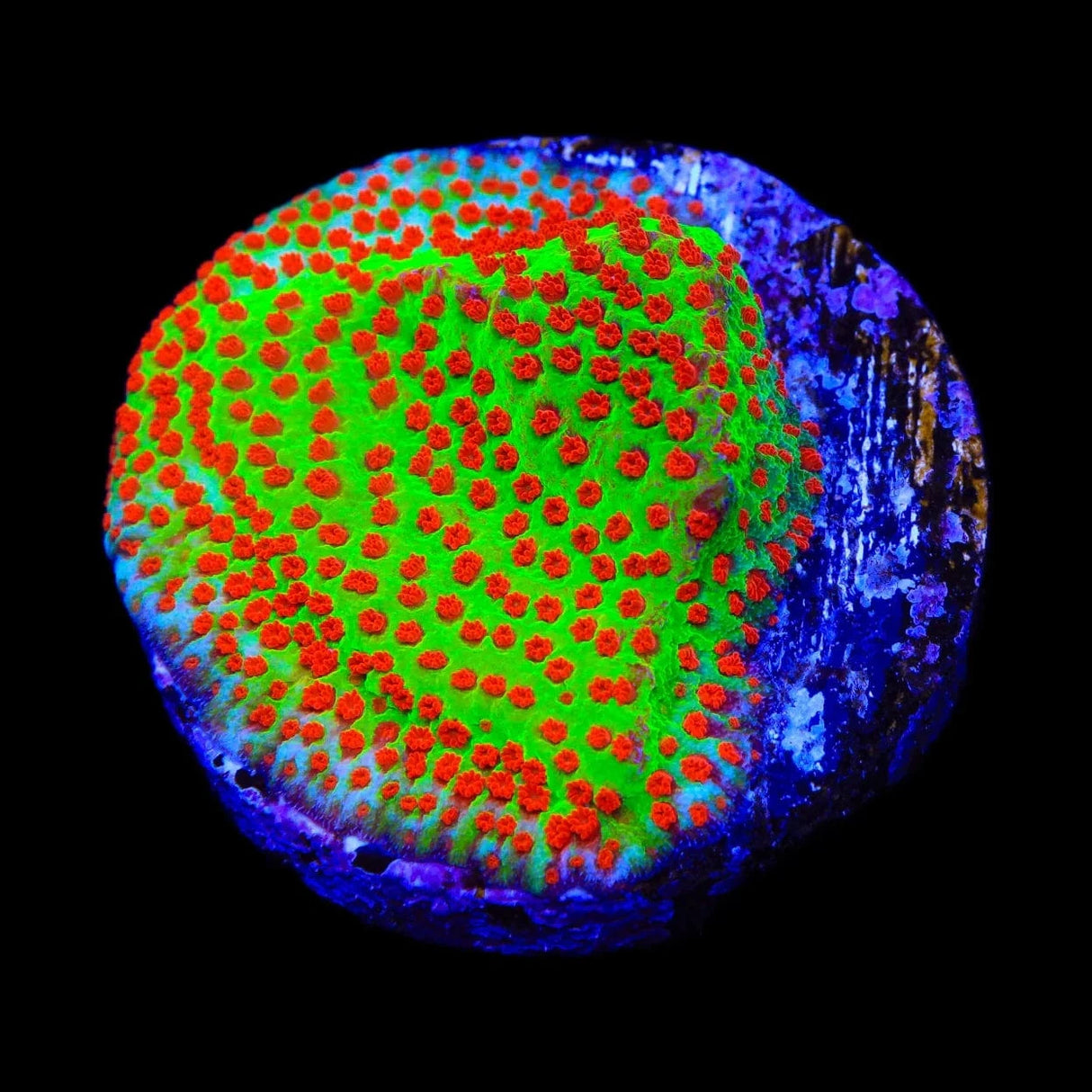 TSA Happy Meal Montipora Coral