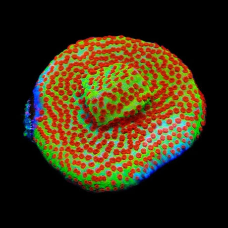 TSA Happy Meal Montipora Coral