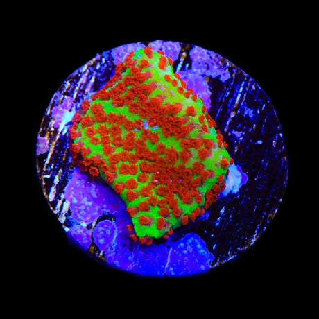 TSA Happy Meal Montipora Coral