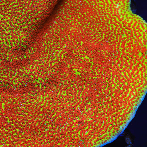 TSA Happy Meal Montipora Coral
