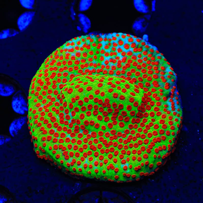 TSA Happy Meal Montipora Coral