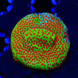 TSA Happy Meal Montipora Coral