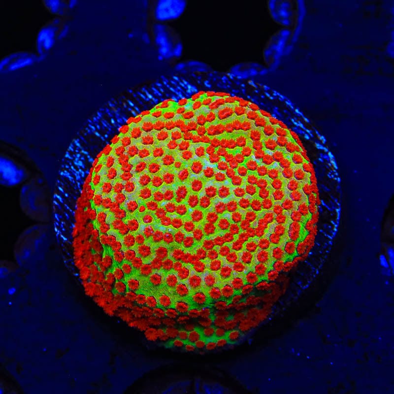 TSA Happy Meal Montipora Coral