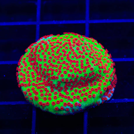 TSA Happy Meal Montipora Coral