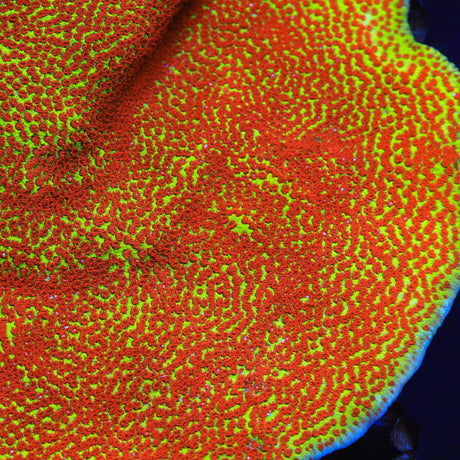 TSA Happy Meal Montipora Coral