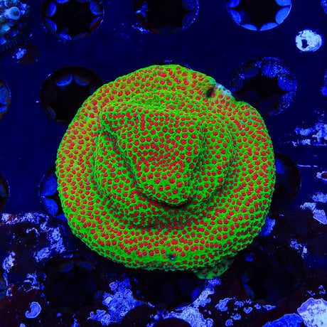 TSA Happy Meal Montipora XL Frag Coral