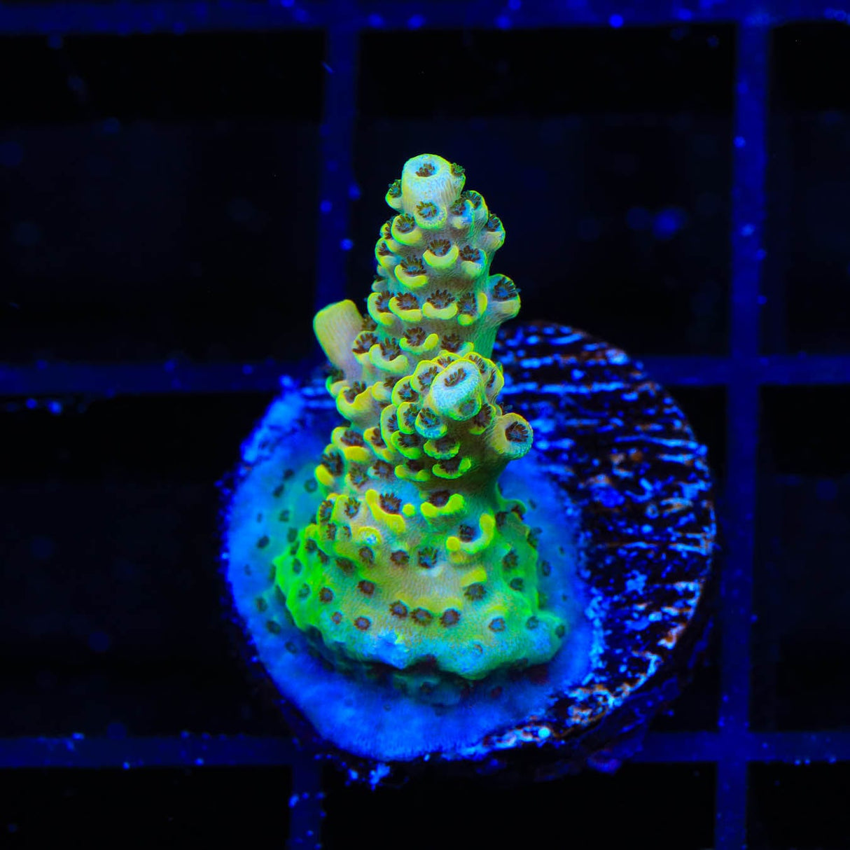 TSA Harold Ramis Acropora Coral