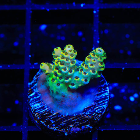TSA Harold Ramis Acropora Coral