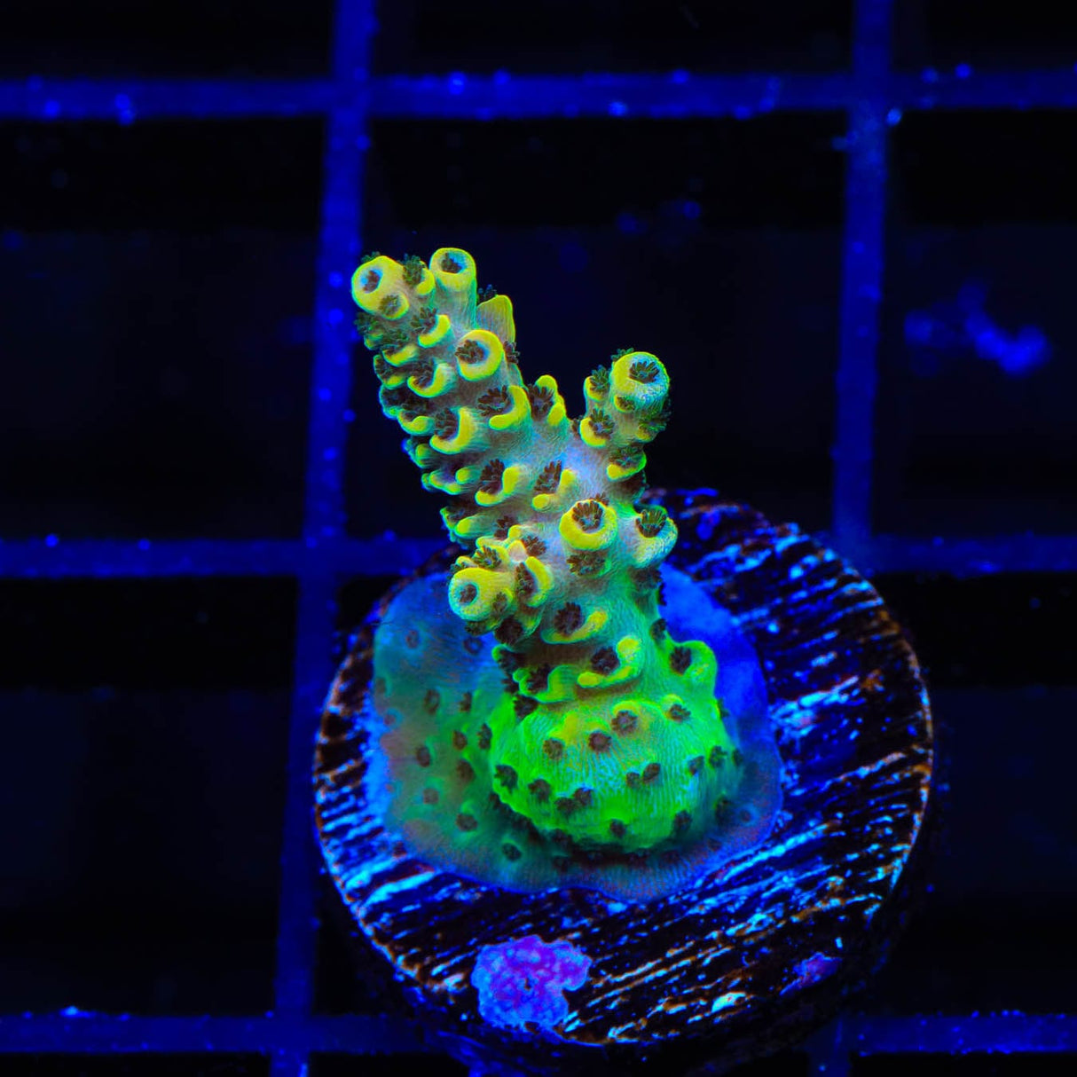 TSA Harold Ramis Acropora Coral