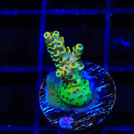TSA Harold Ramis Acropora Coral