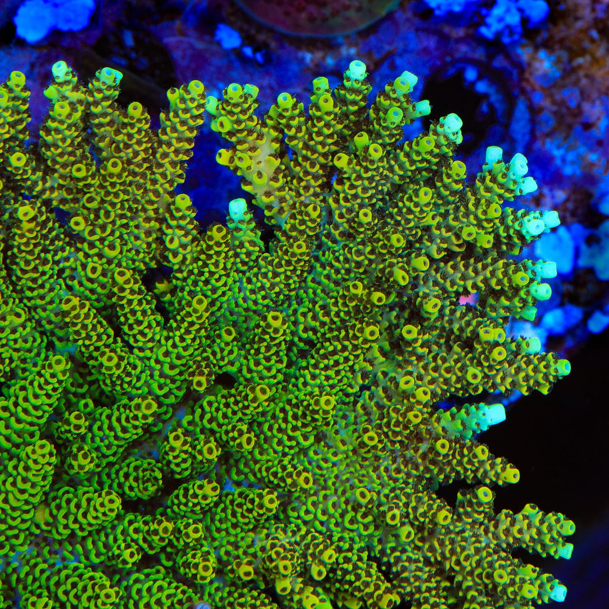 TSA Harold Ramis Acropora Coral