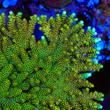 TSA Harold Ramis Acropora Coral