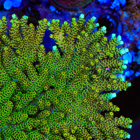TSA Harold Ramis Acropora Coral