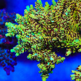 TSA Harvey Wallbanger Acropora Coral