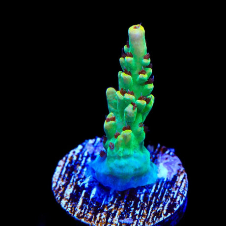 TSA Harvey Wallbanger Acropora Coral