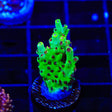 TSA Harvey Wallbanger Acropora Coral