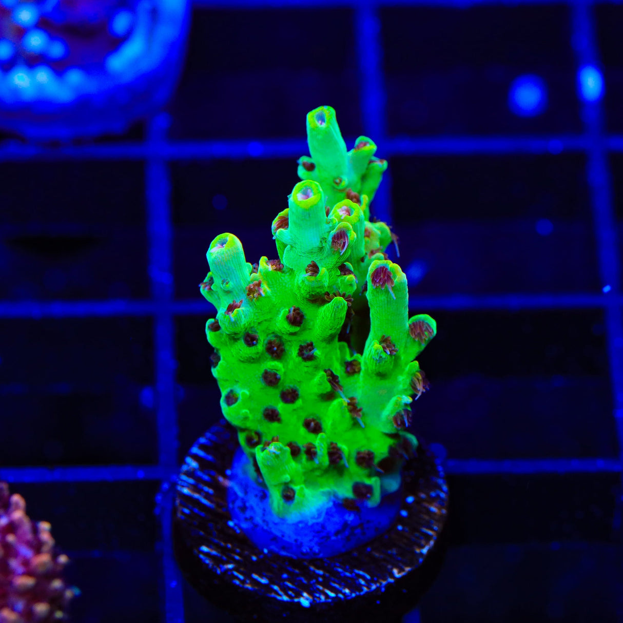 TSA Harvey Wallbanger Acropora Coral