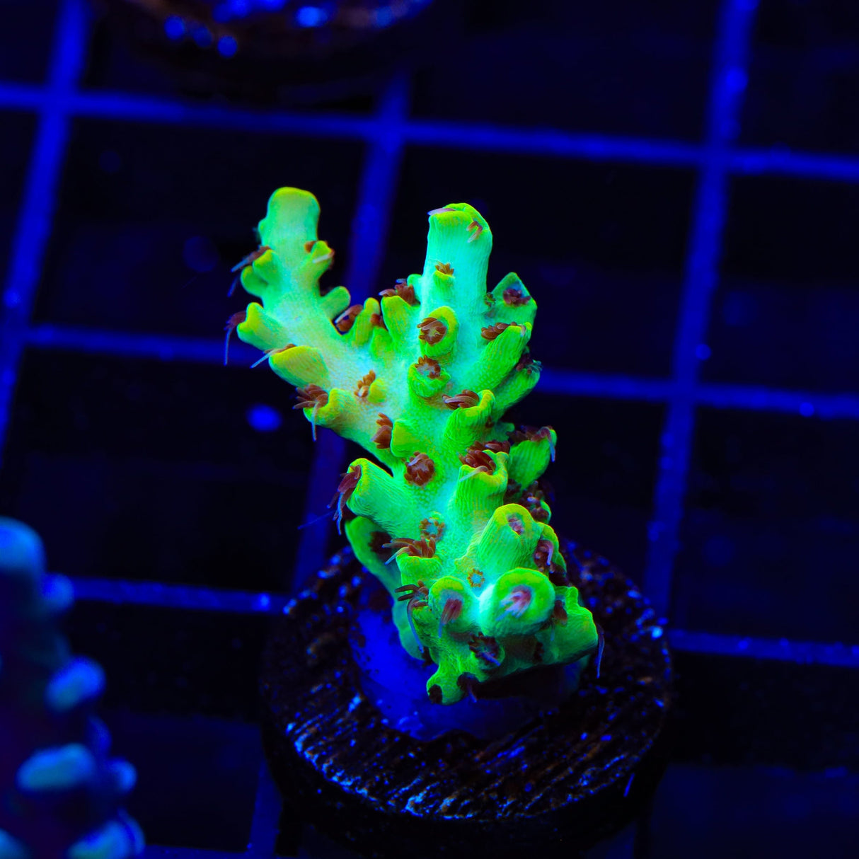 TSA Harvey Wallbanger Acropora Coral