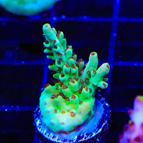 TSA Harvey Wallbanger Acropora Coral