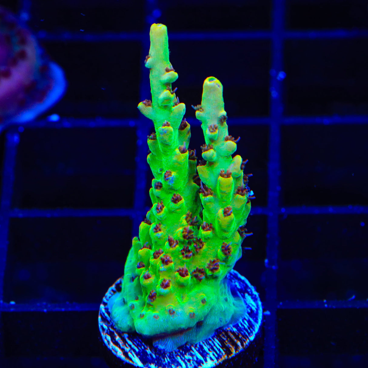 TSA Harvey Wallbanger Acropora Coral