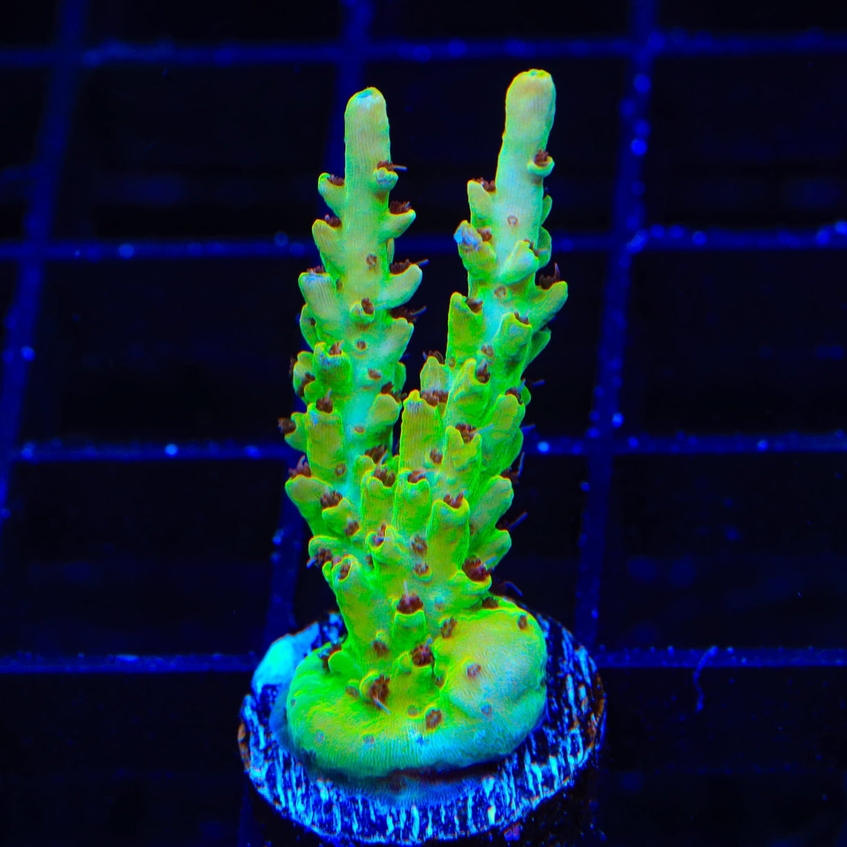 TSA Harvey Wallbanger Acropora Coral