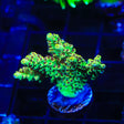 TSA Harvey Wallbanger Acropora Coral