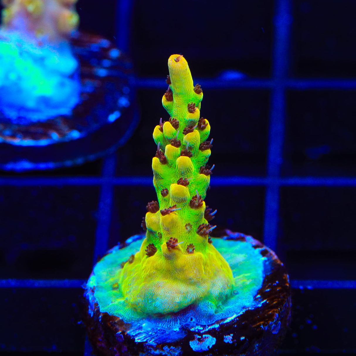 TSA Harvey Wallbanger Acropora Coral