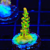 TSA Harvey Wallbanger Acropora Coral