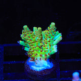 TSA Harvey Wallbanger Acropora Coral