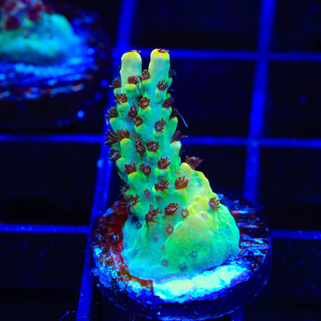 TSA Harvey Wallbanger Acropora Coral