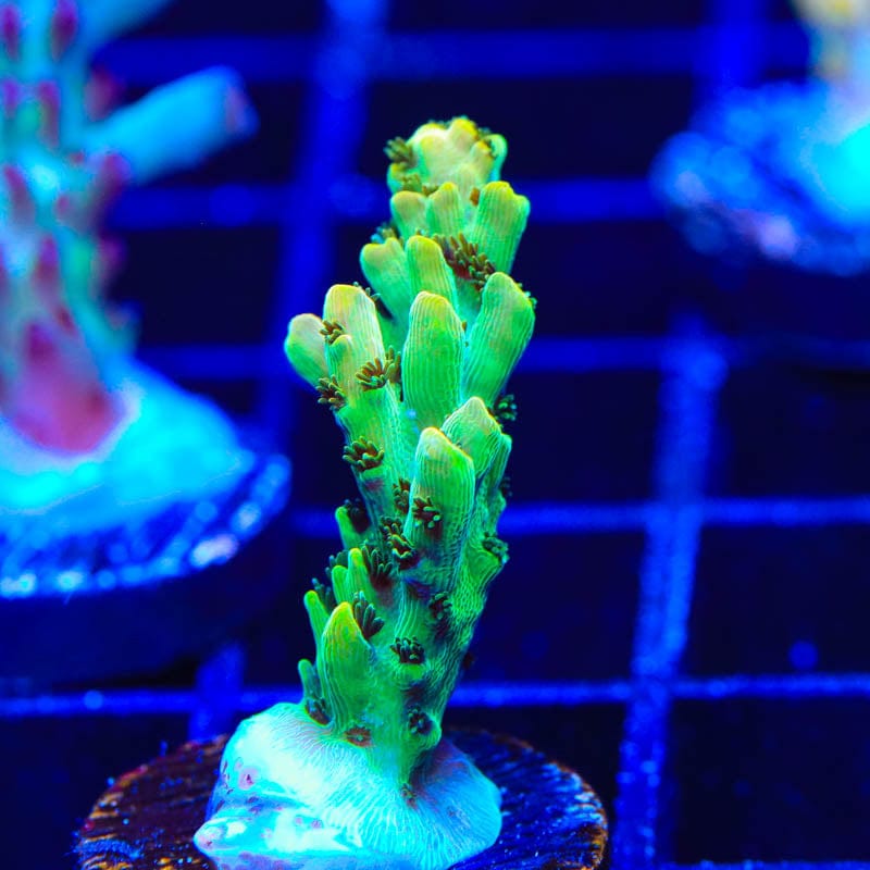 TSA Harvey Wallbanger Acropora Coral