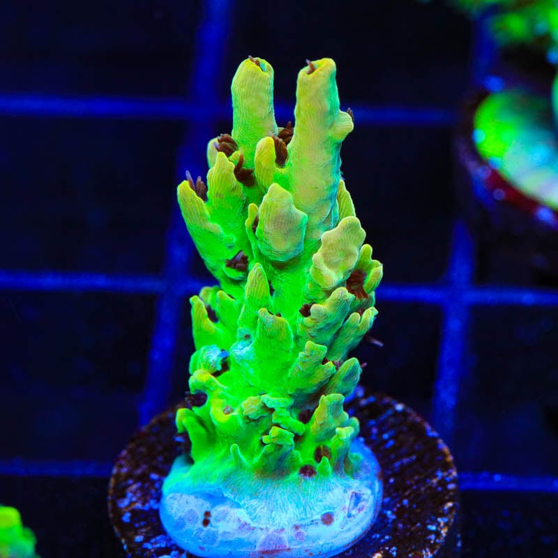 TSA Harvey Wallbanger Acropora Coral