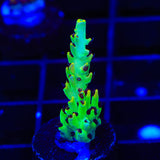 TSA Harvey Wallbanger Acropora Coral