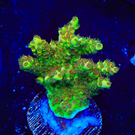 TSA Harvey Wallbanger Acropora XL Frag Coral